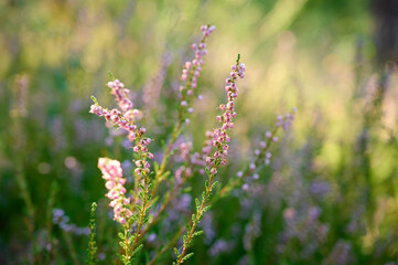 Pink common heather (Calluna vulgaris) blossoming outdoors.