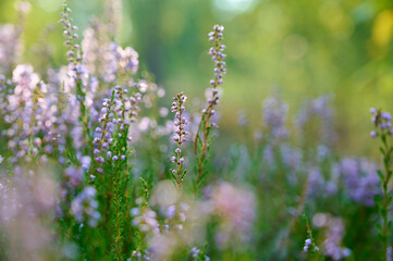 Pink common heather (Calluna vulgaris) blossoming outdoors.