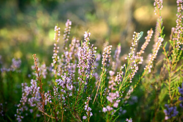Pink common heather (Calluna vulgaris) blossoming outdoors.