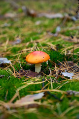 Fly agaric on autumn forest background.