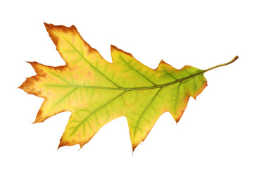 One beautiful autumn leaf isolated on white