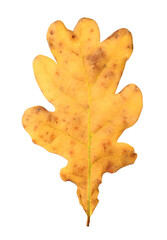 Fototapeta premium One oak leaf isolated on white. Autumn season