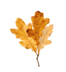 Dry oak leaves isolated on white. Autumn season