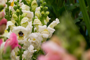 bee on a flower