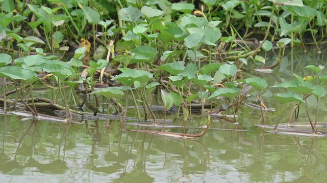 Water spinach in river bank. Its other common names&nbsp;Ipomoea aquatica and &nbsp;kangkung. This is a semi aquatic,&nbsp;tropical&nbsp;plant grown as a&nbsp;vegetable&nbsp;for its tender shoots. It grows abundantly near waterway