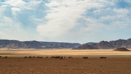 Ein Morgen in der Namib