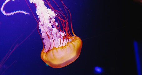 Orange huge jellyfish with long tails swimming chaotically. Real life footage of sea fish floating....