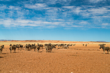 Ein Morgen in der Namib