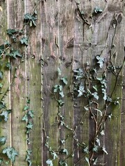 Rustic wooden fence of vertical planks with green ivy, Hedera helix, vines creeping across the surface. Natural, textured background perfect for design projects, eco visuals, or rustic decor concepts.