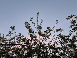 Flowering branch of cherry on a background of the evening blue sky