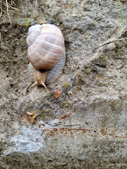 Snail crawling on the stone for background and text.