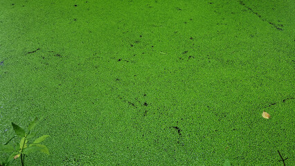 Green algae on the surface of the water in the summer forest.