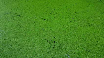Green algae on the surface of the water in the summer forest.