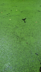 Green algae on the surface of the water in the summer forest.
