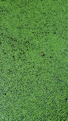 Green algae on the surface of the water in the summer forest.