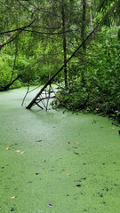 Green algae on the surface of the water in the summer forest.
