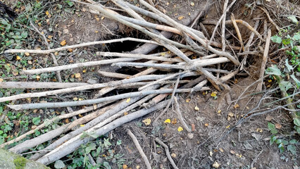 Dangerous hole in the forest. A beaver hole in the ground.