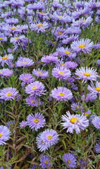 chrysanthemum flower bush in a garden. Close-up, selective focus.