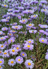 chrysanthemum flower bush in a garden. Close-up, selective focus.