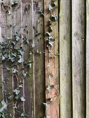 Aged wooden fence with vertical planks and green ivy vines creeping across the half of the surface. Natural and grunge background perfect for design projects, eco visuals, or rustic decor concepts.