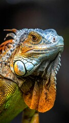 Obraz premium Close-up portrait of colorful lizard with intricate scales and vivid hues