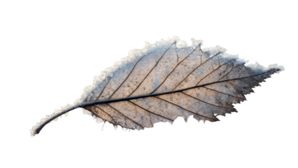 Single leaf covered in delicate frost crystals, isolated on transparent background, macro winter detail, cool lighting tone.