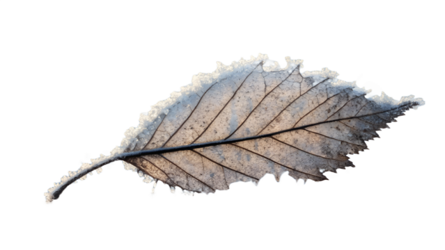 Single leaf covered in delicate frost crystals, isolated on transparent background, macro winter detail, cool lighting tone.