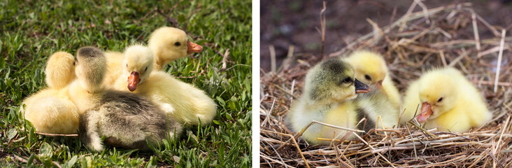 four little domestic gosling in green grass