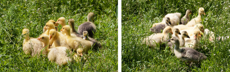 A flock of little geese grazing in green grass