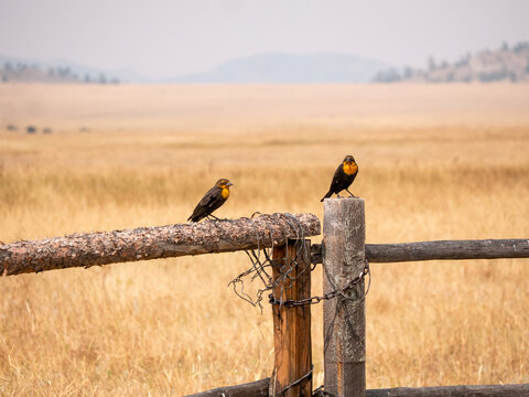 Two Male Yellow-Headed Blackbirds Perched on Wooden Fence in Wyoming