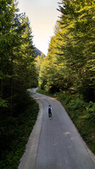 Fototapeta premium Lonely traveler walking on winding forest road in sunny Slovenia mountains