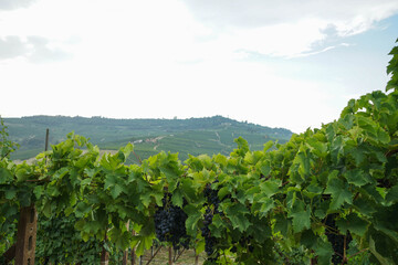 Vineyards waiting for harvest