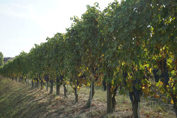 Vineyards around Barolo, Piedmont - Italy