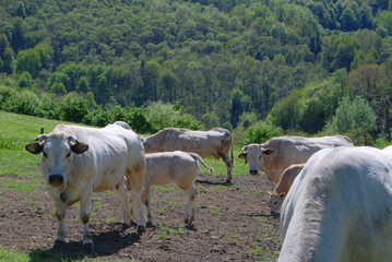 Grazing cows in the Langhe, Piedmont - Italy