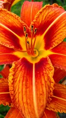 Close-up of vibrant orange and yellow flower with intricate patterns