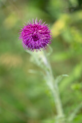 Purple thistle flower blooming in Primda, Czechia