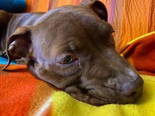 Red nose Pitbull puppy on the sofa is resting