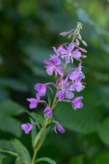 Rosebay willowherb flowers blooming in Czechia nature