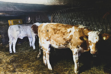 Cows in the stable in Val Chisone, Piedmont - Italy