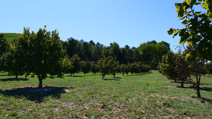 Hazelnut grove in the Langhe, Piedmont - Italy