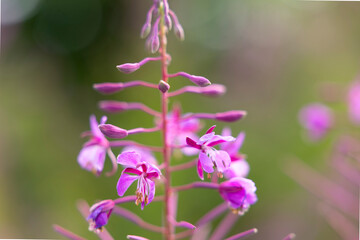Obraz premium Fireweed blooming with pink flowers and buds