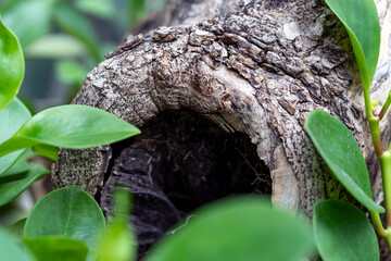 Close-up of a textured hollow tree trunk with fresh green leaves growing around it