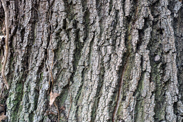 Detailed close-up of rough tree bark with deep grooves and cracks, featuring natural brown and gray tones