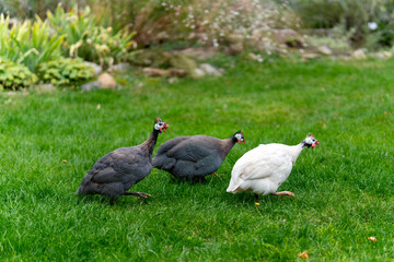 Fototapeta premium Three guinea fowls walking on green grass