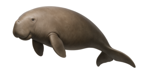 Dugong featuring a rounded snout and a crescent tail fluke.