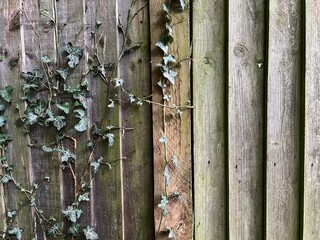 Rough wood fence with vertical pickets. Green ivy vines creeping across half of the surface. Natural texture and grunge background perfect for design projects, eco visuals, or rustic decor concepts.