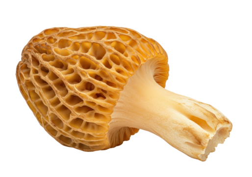 Isolated morel mushroom foraged in spring, edible and organic with pitted cap and pale stem