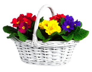 Vibrant Primrose Flowers in a White Wicker Basket for Springtime Decor, A basket of colorful primroses brings a touch of spring to any setting, perfect for adding cheer to your home or garden