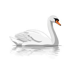 Fototapeta premium Elegant White Swan Swimming, Vector Illustration with Reflection
