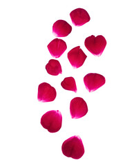 Red Rose Petals Collection Elegant Floral Art Romantic Flower Decoration Petal Design PNG A stunning collection of red rose petals arranged in a beautiful floral composition. Ideal for romantic 